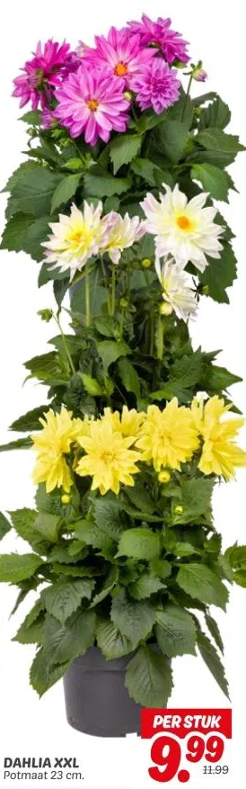 Supermarkt aanbieding in Nelson Mandelabuurt: DAHLIA XXL Potmaat 23 cm., 