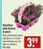 Dianthus pink kisses 6-pack