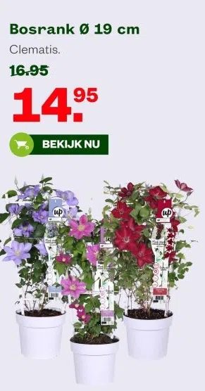 Tuin & Dier aanbieding in Verspreide huizen Meerven: Bosrank Ø 19 cm Clematis., 