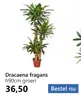 Dracaena fragans h90cm groen