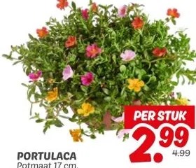 Supermarkt aanbieding in Academiewijk: PORTULACA Potmaat 17 cm., 