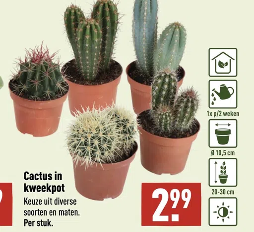 Cactus in kweekpot