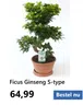 Ficus Ginseng S-type