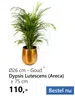 Ø26 cm - Goud Dypsis Lutescens (Areca) + 75 cm